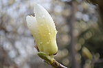 白玉兰花