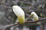 白玉兰花