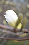白玉兰花