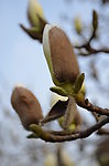 白玉兰花