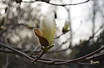 白玉兰花