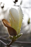 白玉兰花