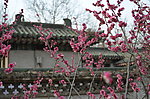 红梅花