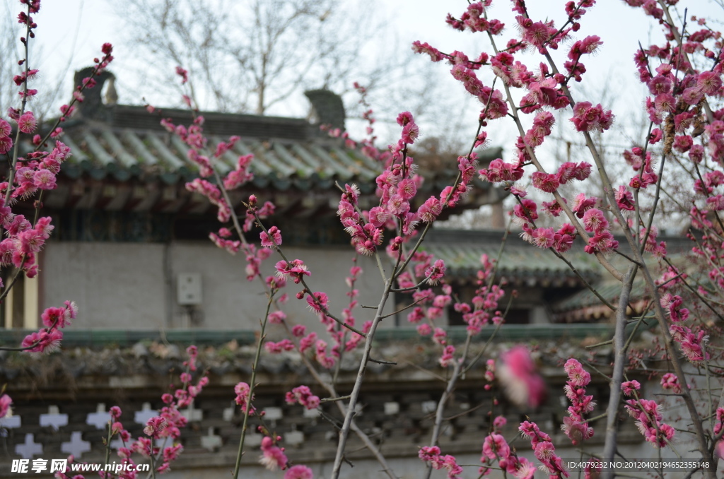 红梅花