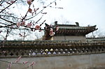 红梅花