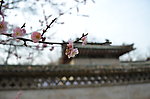 梅花