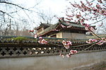 红梅花