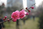 红梅