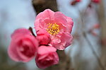 红梅花