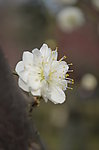 白梅花