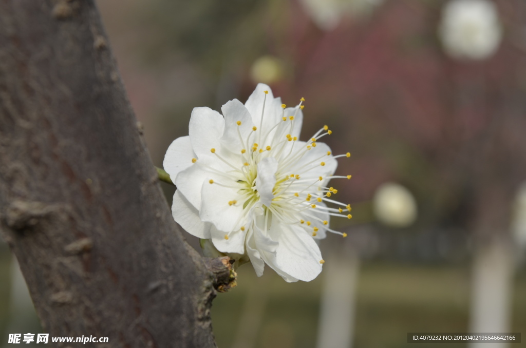 白梅花