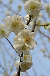 白梅花