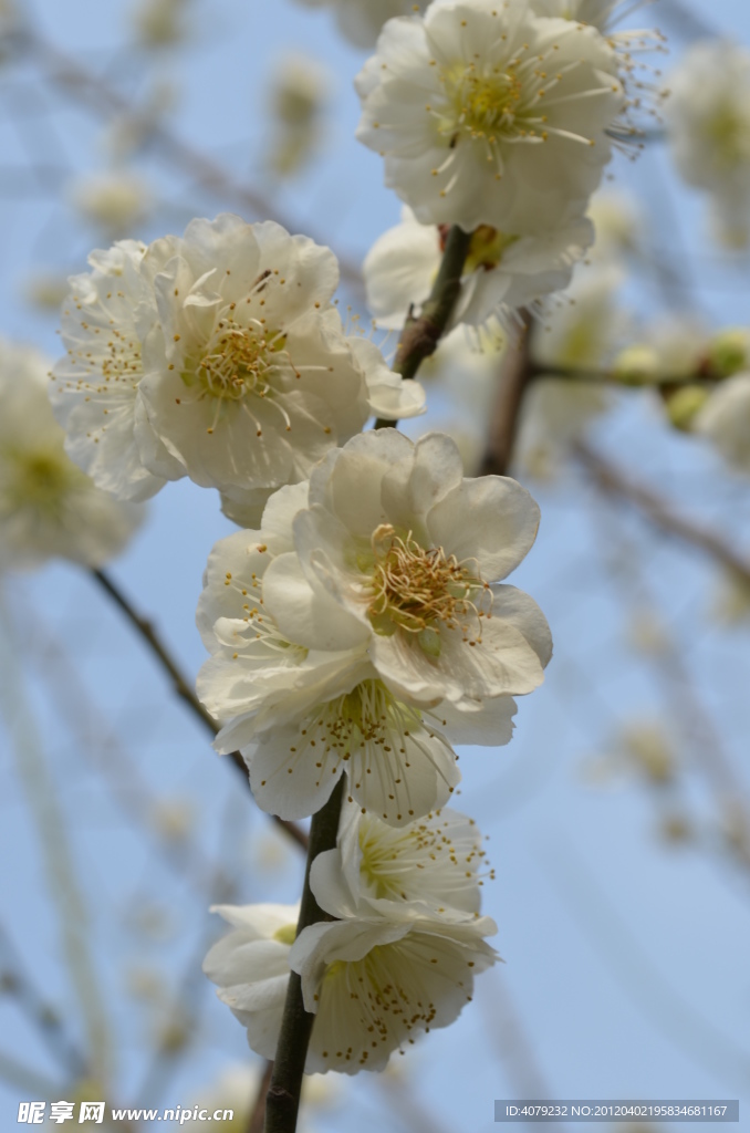 白梅花