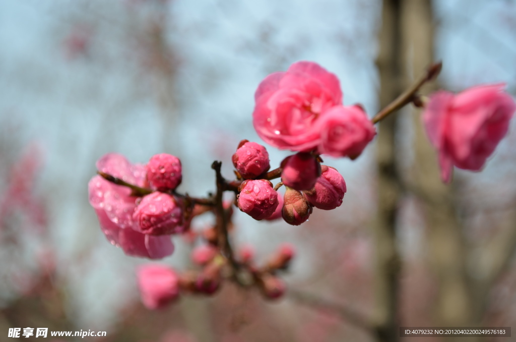 红梅花