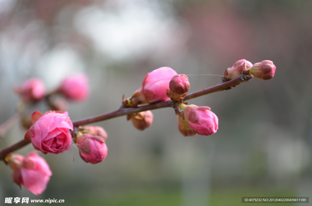 红梅花