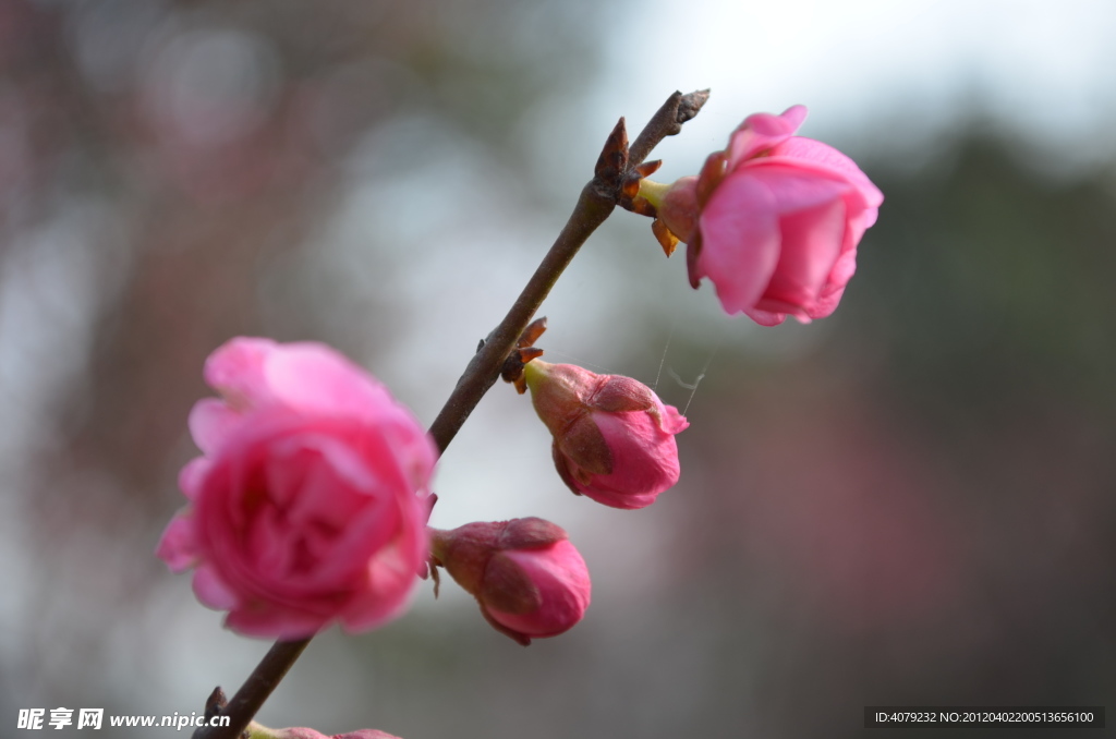 红梅花