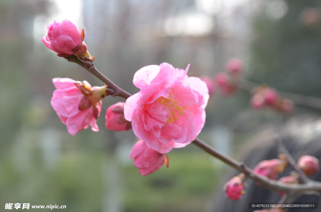 红梅花