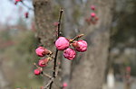 红梅花