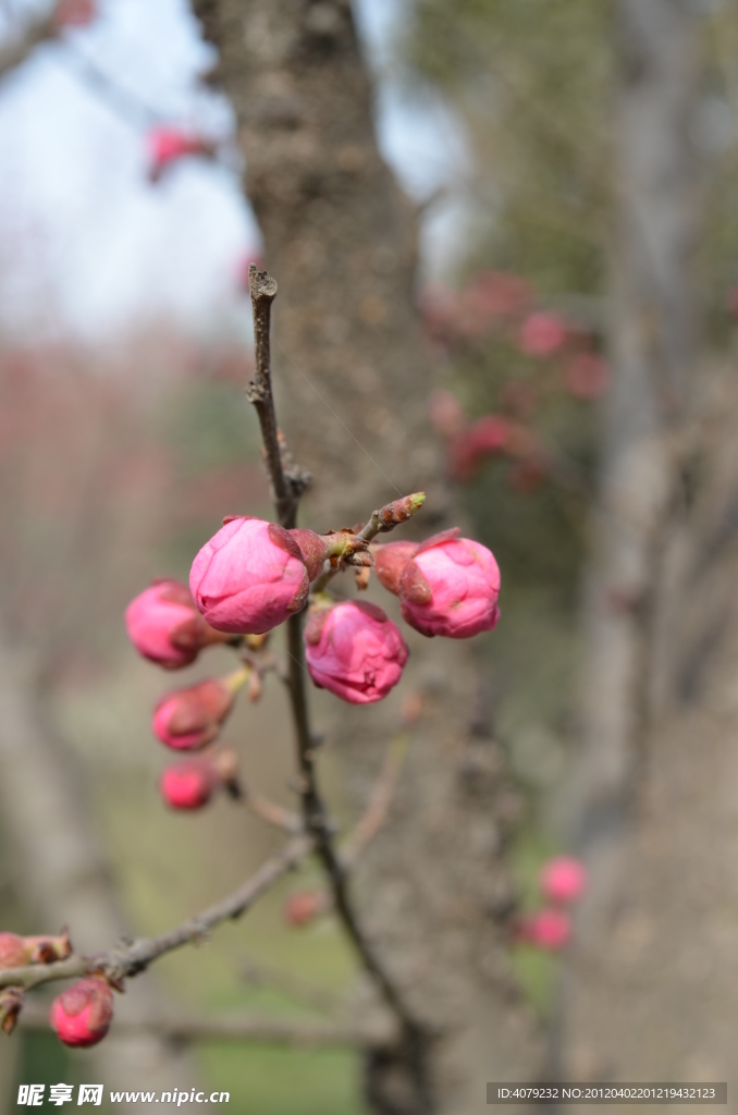 红梅花