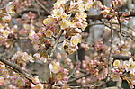 毛樱桃花