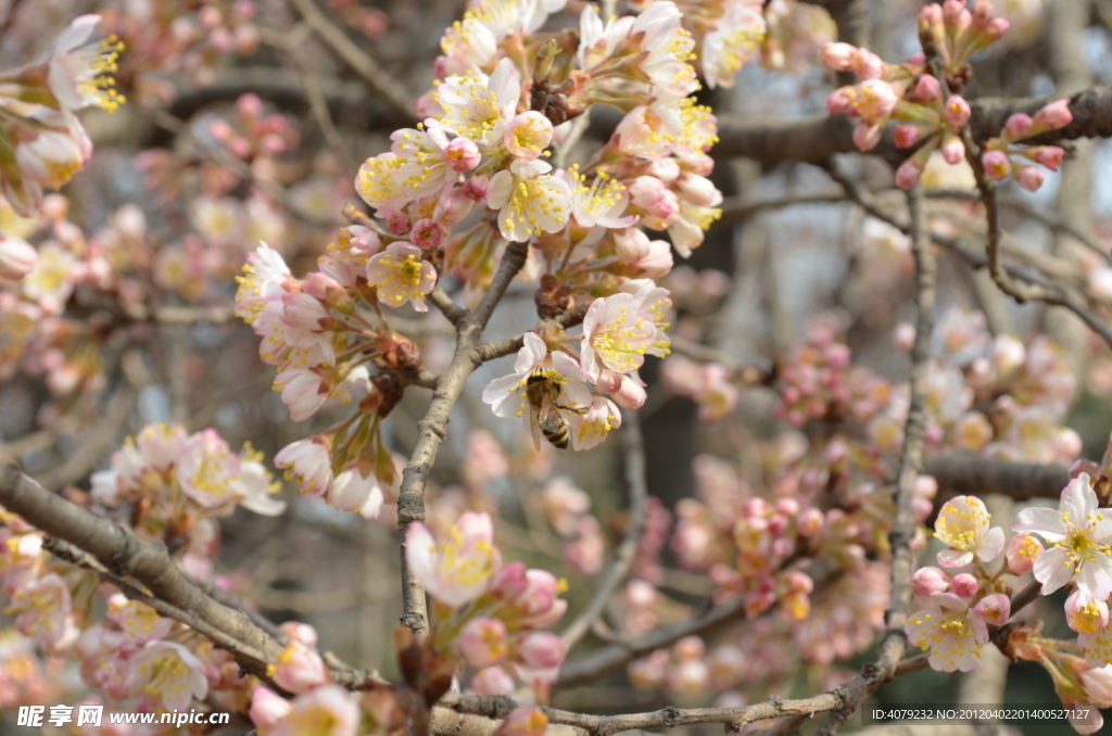 毛樱桃花