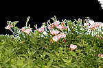 草地 粉色花朵