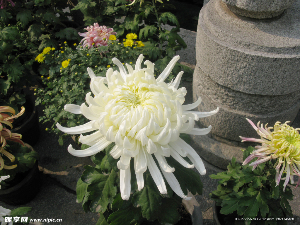 菊花 黄色菊花