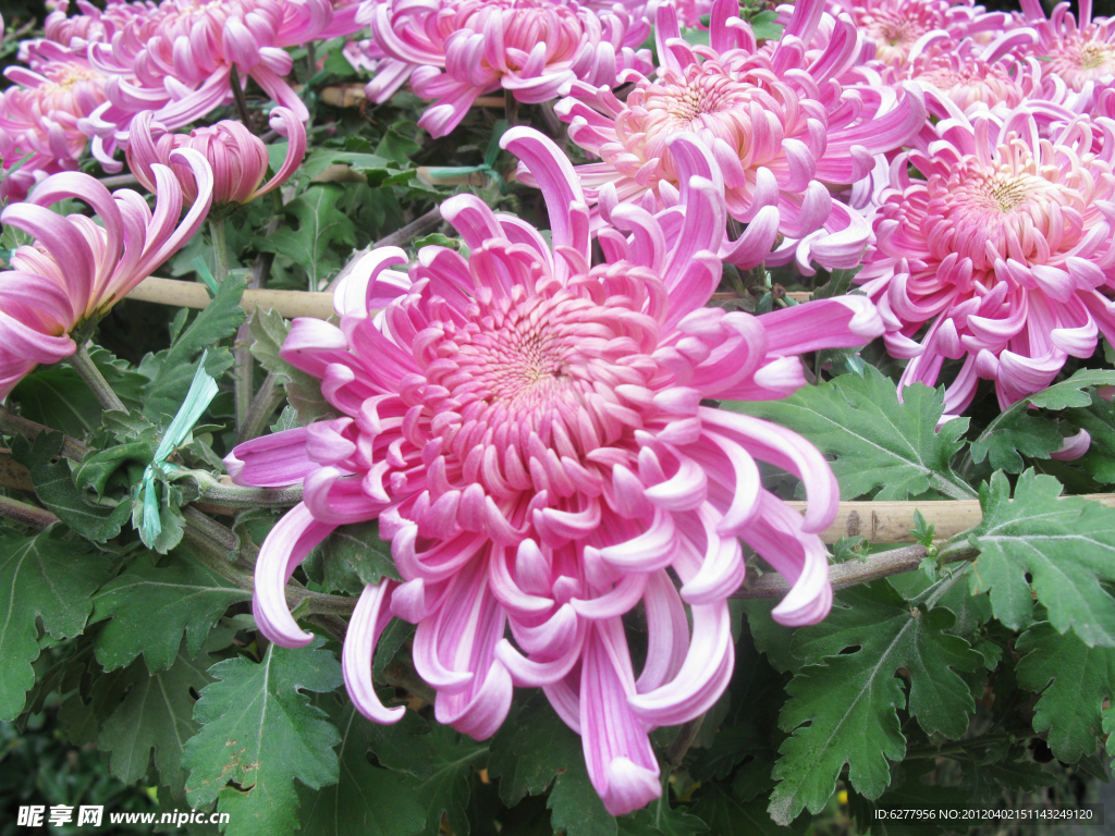 菊花 红色菊花