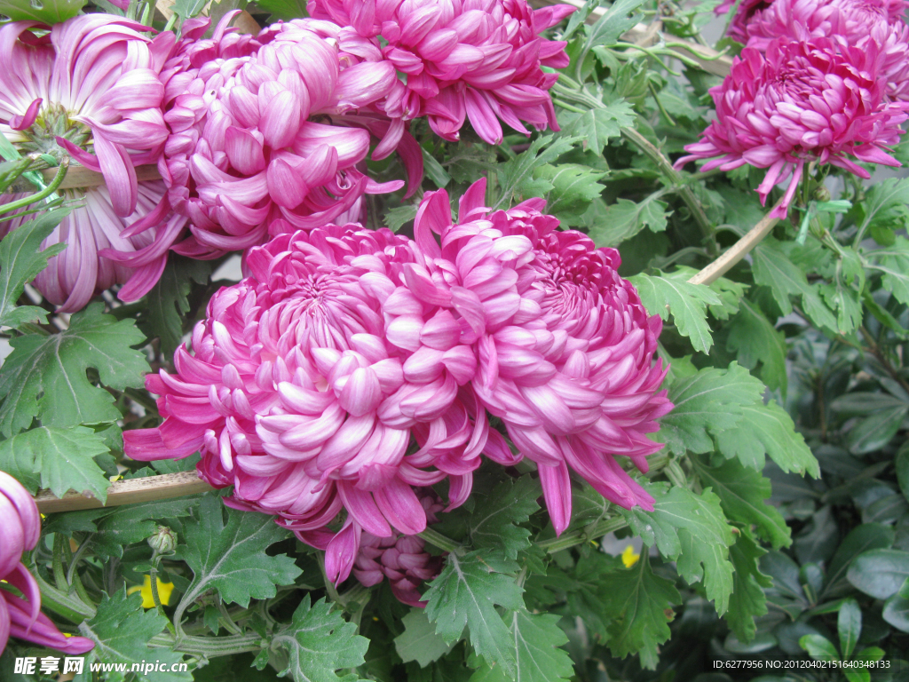 菊花