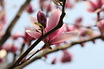 玉兰花