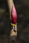玉兰花苞