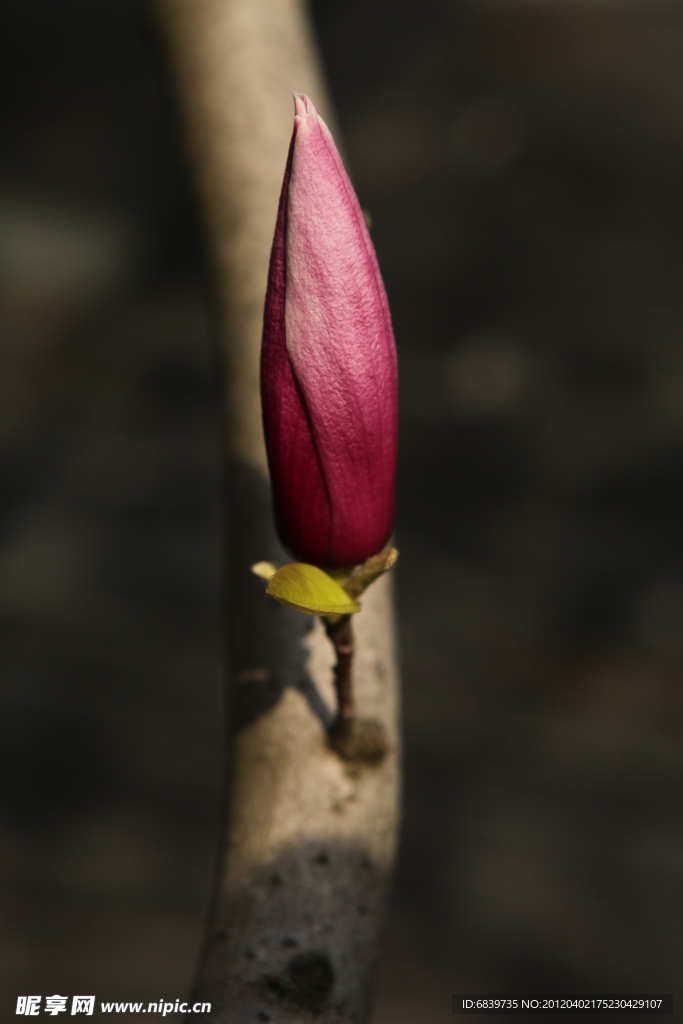 玉兰花苞