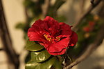 山茶花