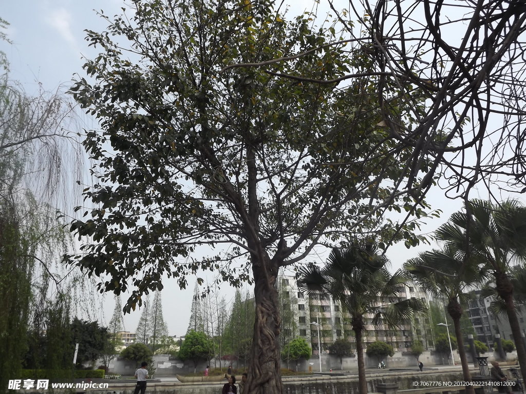 树木春芽