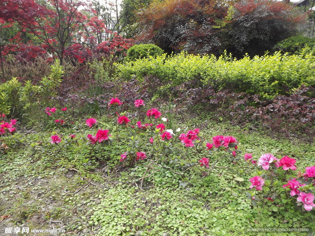 地上的玫瑰花