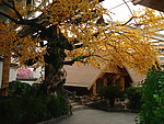 风景