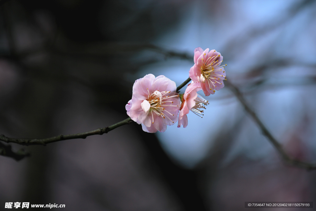 梅花