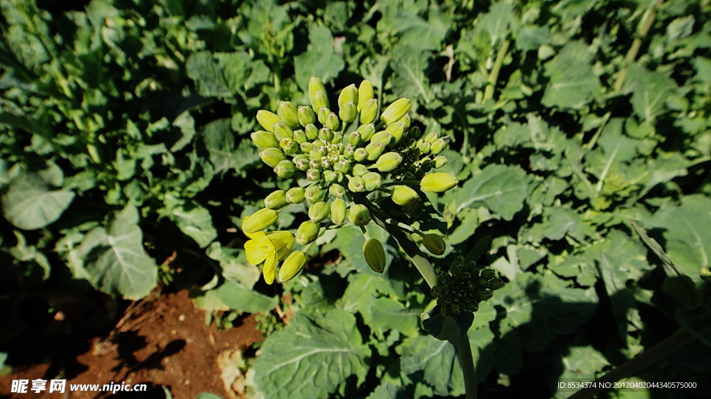 油菜黄