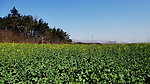油菜黄