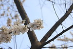杏花