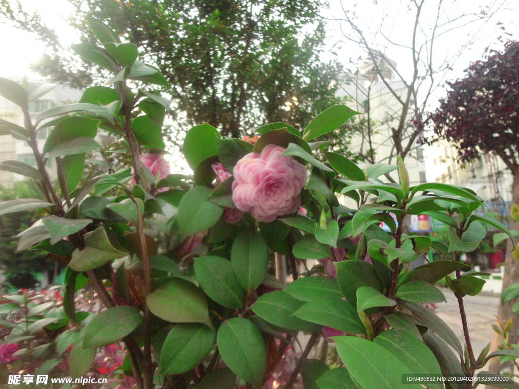 茶花