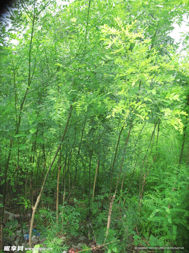 小树林