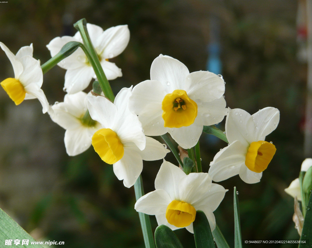 水仙花