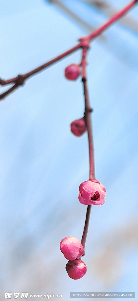 梅花