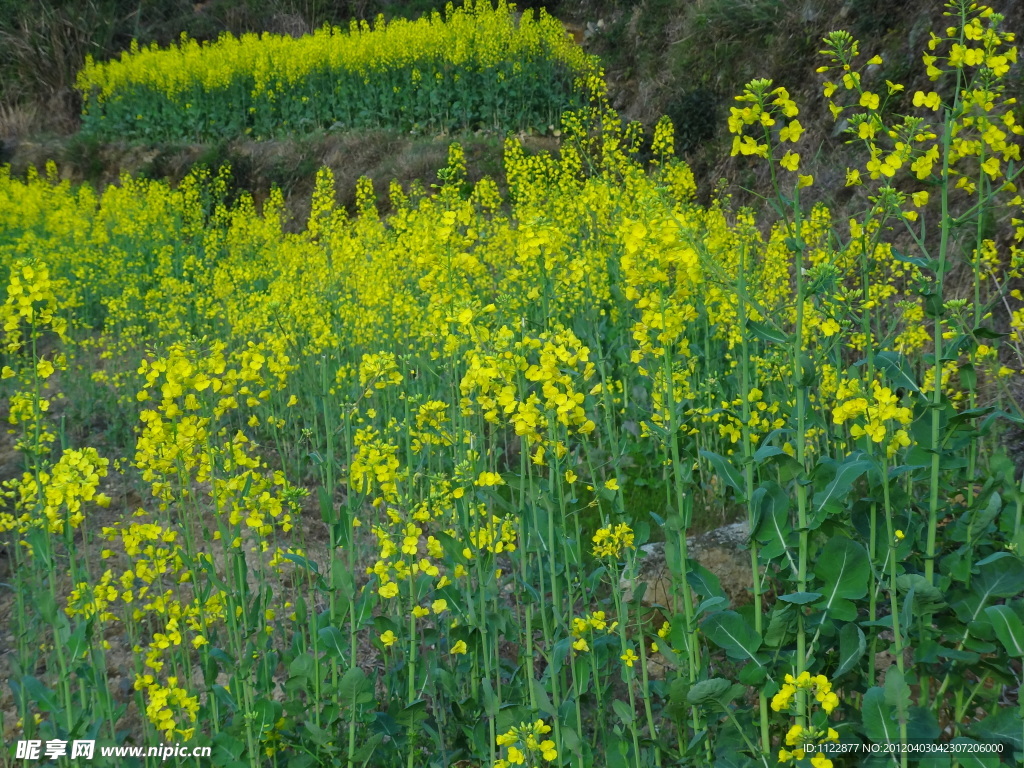 油菜花