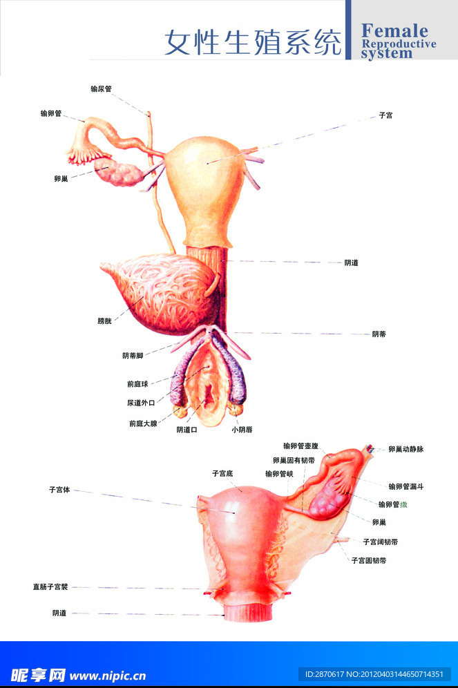 生殖解剖图