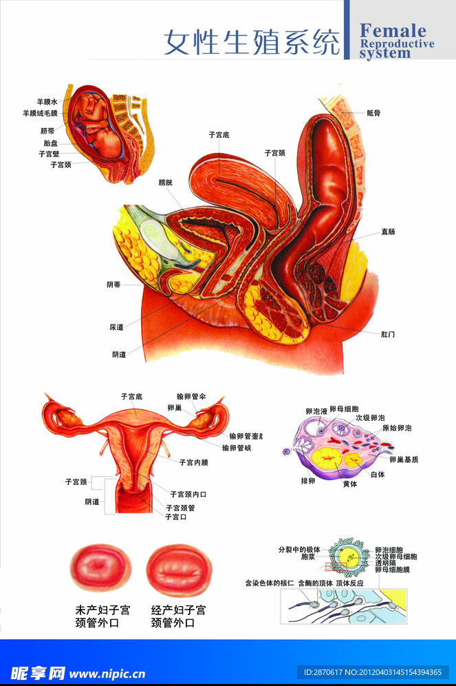 生殖解剖图