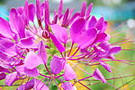 醉蝶花