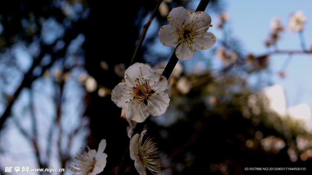 梅花