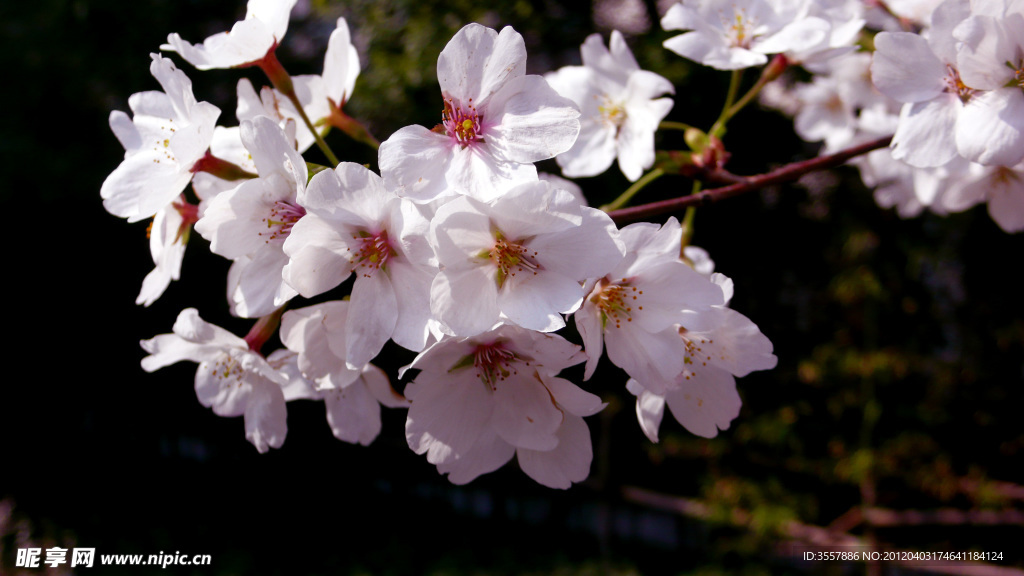 樱花